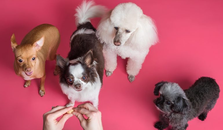 quatro cães recebendo petiscos naturais de seu tutor.