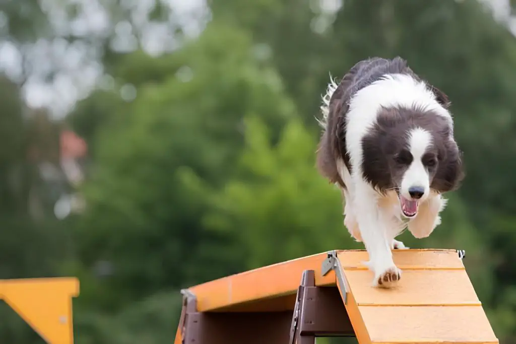 um cachorro correndo praticando esportes.
