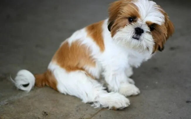 um cachorro com síndrome do focinho curto.