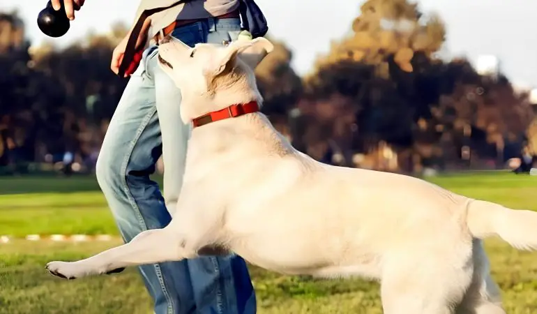 um adestrador treinando um cachorro em uma escola de adestramento.