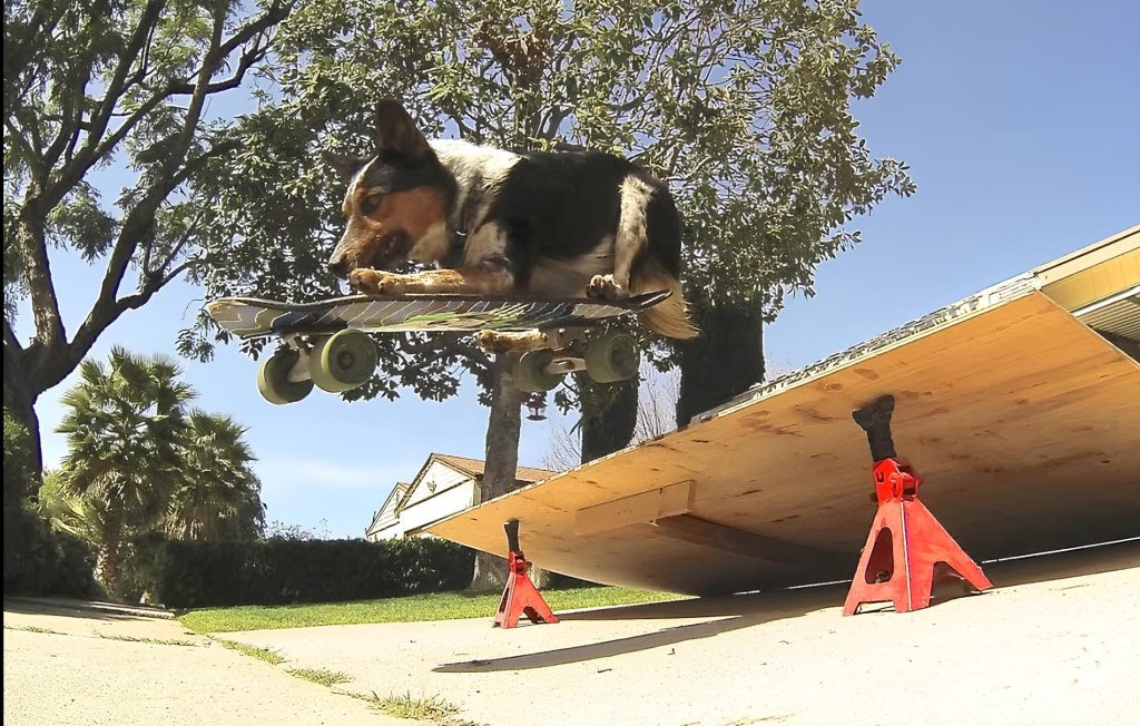 um cachorro em cima de um skate pulando de uma rampa.