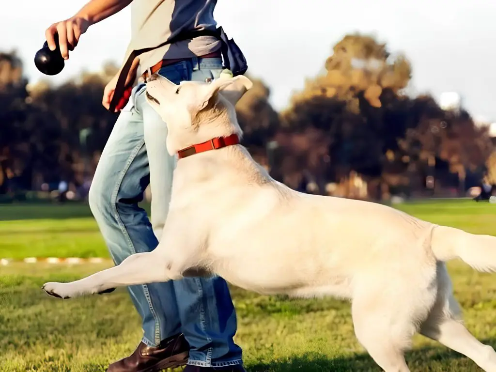 um cachorro com um adestrador em um gramado amplo.