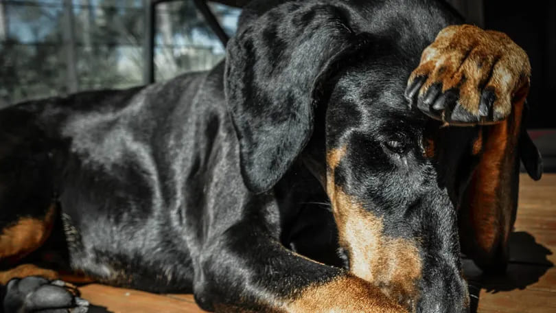 um cachorro envergonhado por ter fugido de casa.