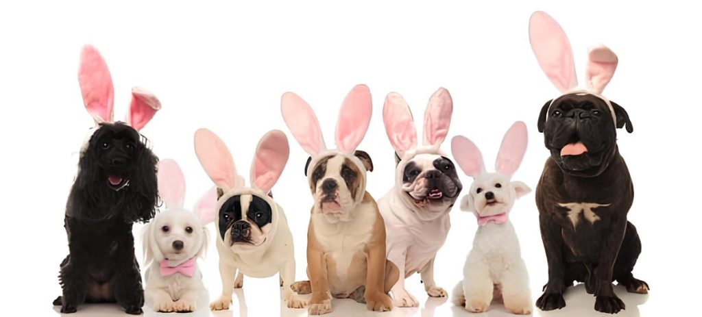 vários cães sentados com orelhinhas de coelho para tirar fotos para ensaio de páscoa.