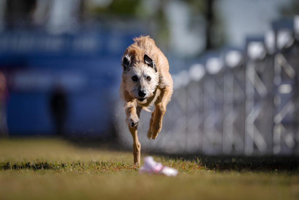 um cachorro participando de uma competição de corrida.