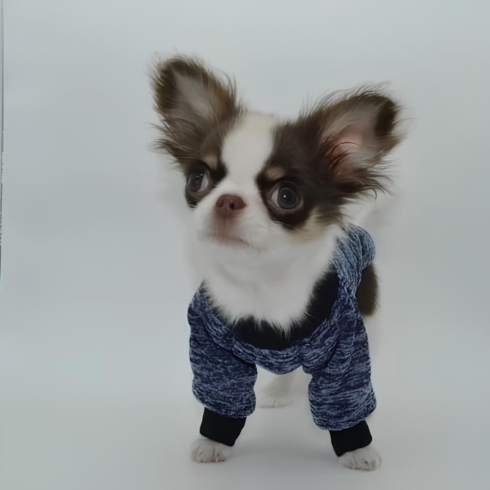 Uma cachorro da raça chihuahua usando uma roupinha de moletom para frio.