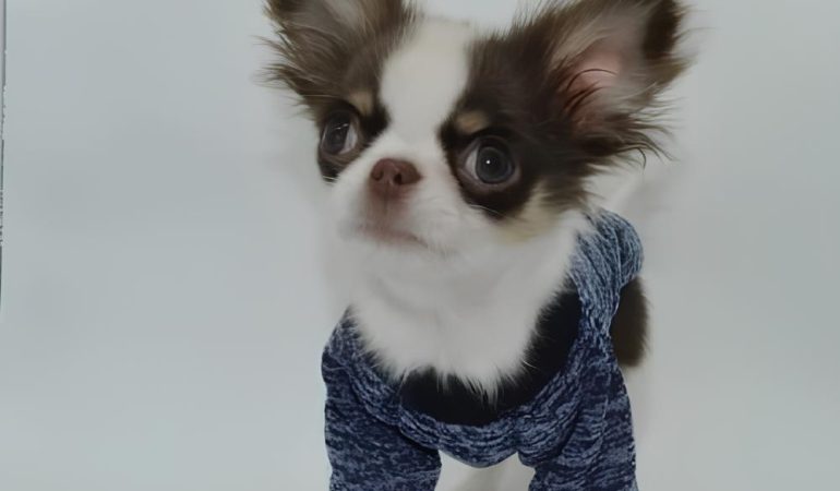 um cachorro da raça chihuahua usando uma roupa de moletom para frio.