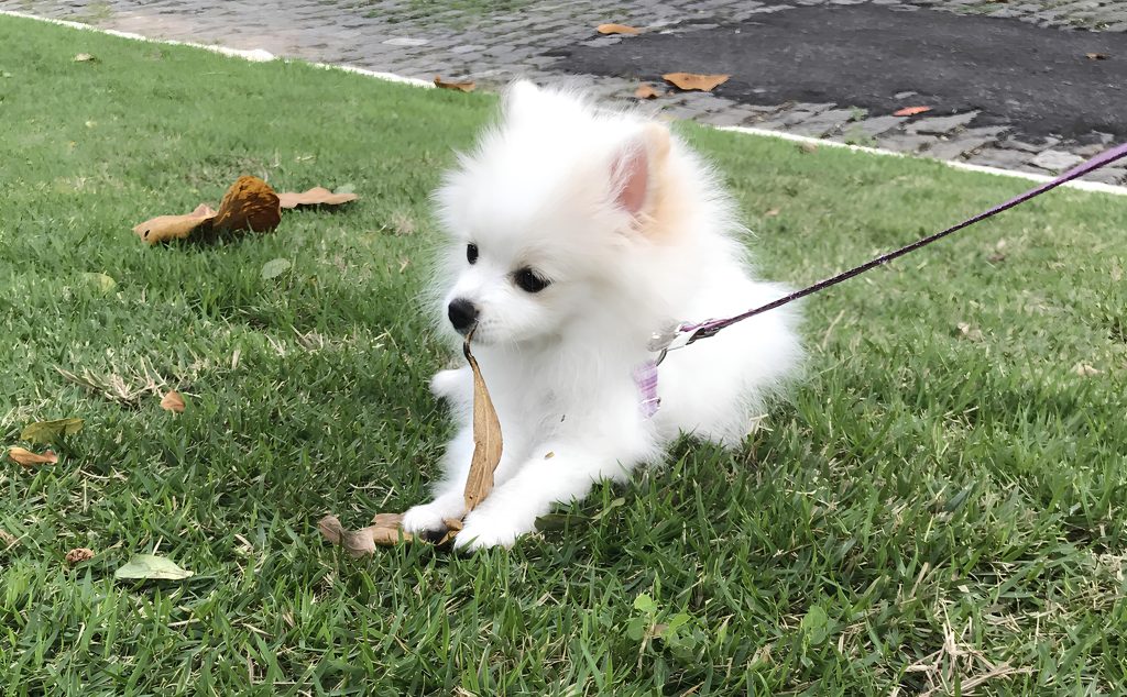 um cachorro da raça lulu da pomerânia deitado em um gramado descansando de um passeio.