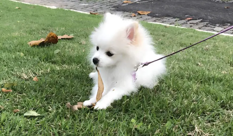 um cachorro da raça lulu da pomerânia deitado em um gramado descansando de uma caminhada com seu tutor.