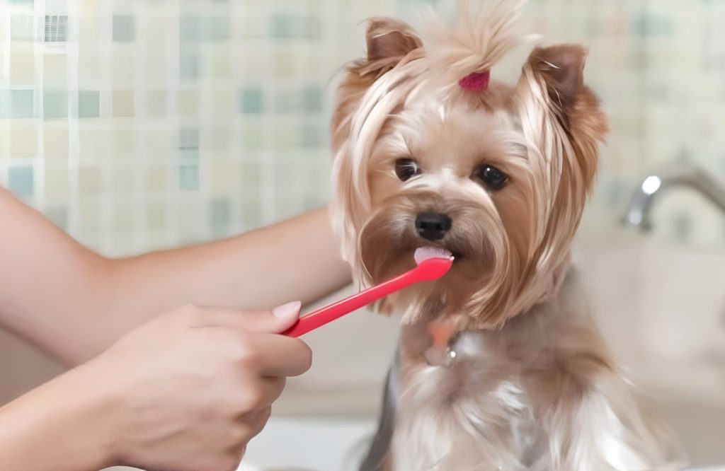 uma moça escovando os dentes de seu cachorro.