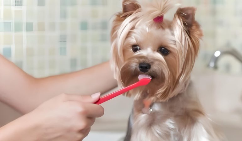 uma mulher escovando os dentes de seu cachorro.