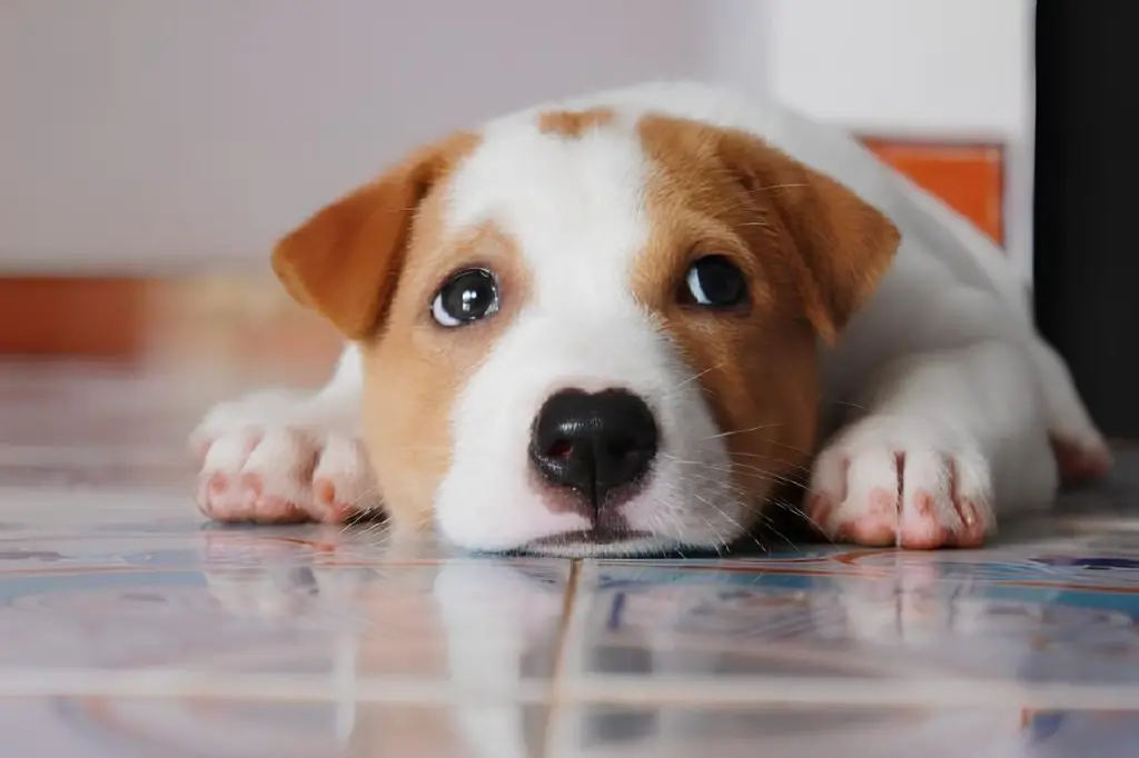 um cachorro filhote com medo de visita.