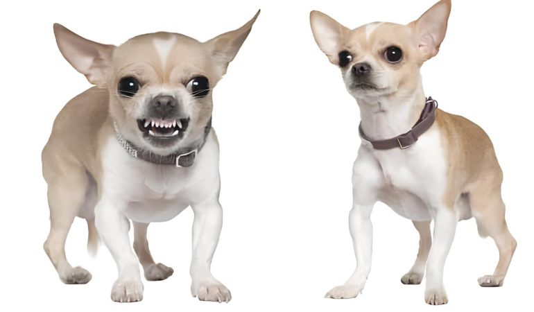 Uma cachorro da raça Chihuahua bravo.