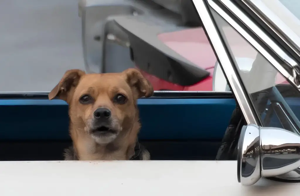 um cachorro dentro de um carro com medo.