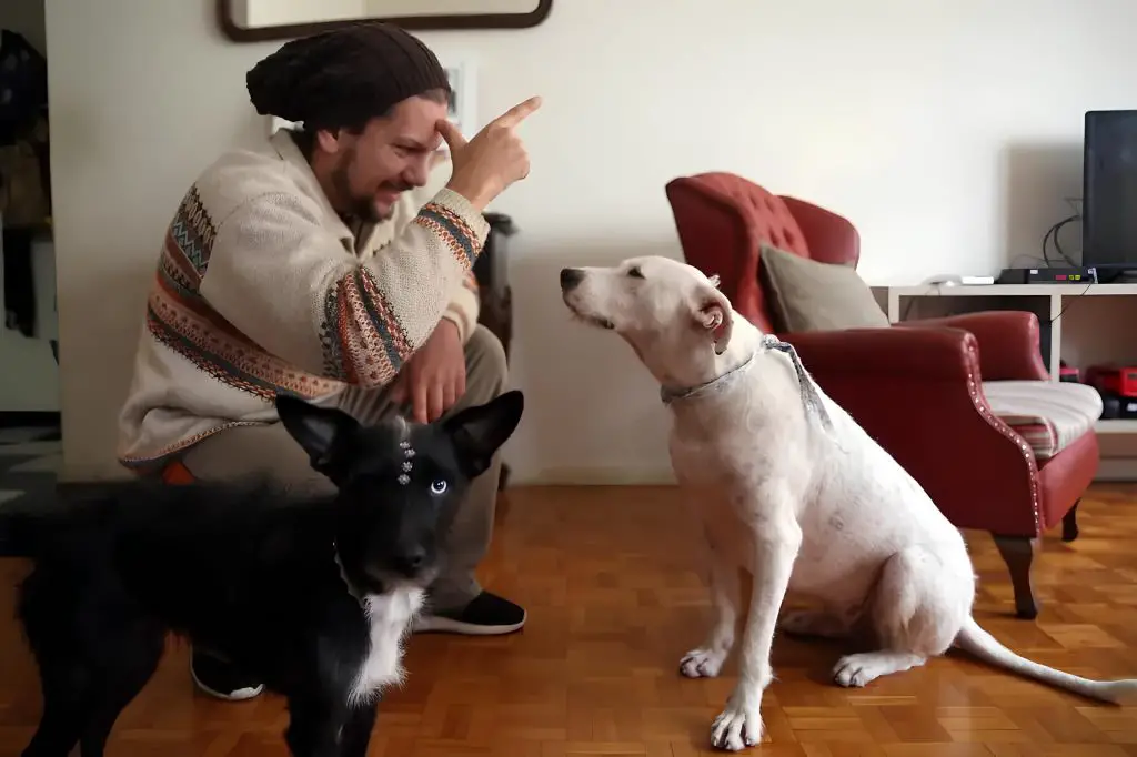 um homem com dois cachorros deficientes auditivos.