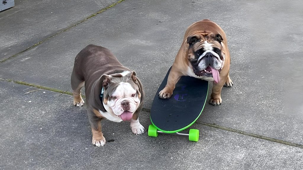 dois cães e um deles com a pata em cima de um skate.