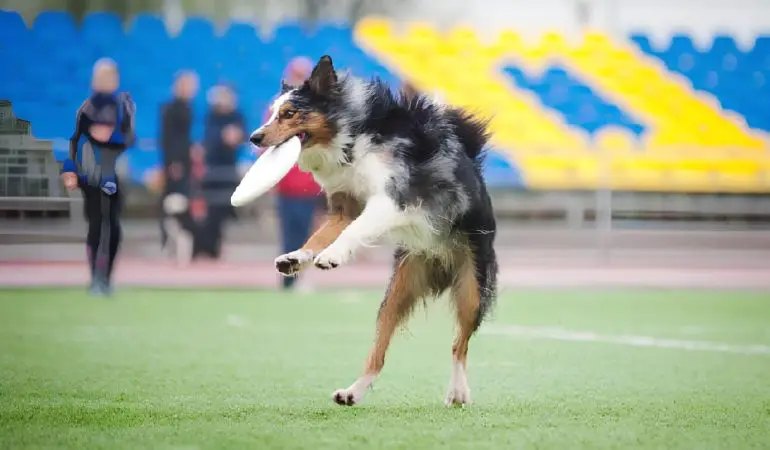 um cachorro jogando frisbee em um campo.