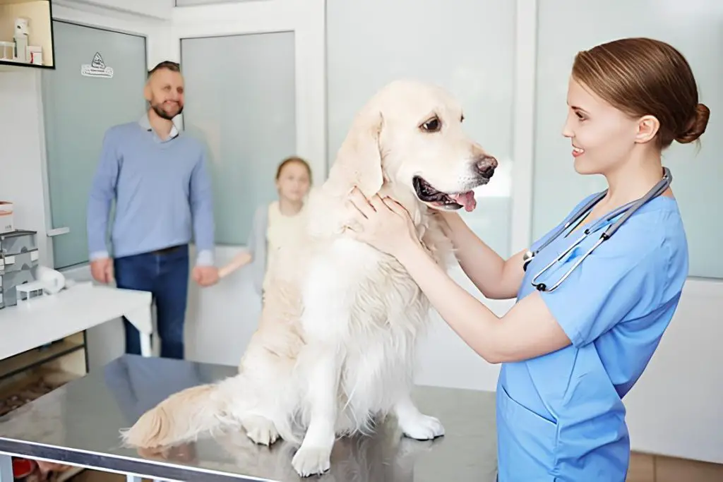 um cachorro em um consultório veterinário fazendo um Check-up Preventivo.