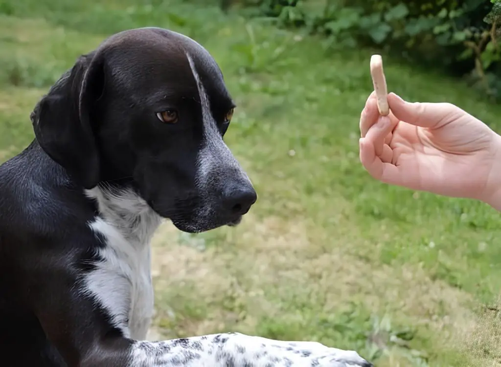 um cachorro recebendo uma recompensa.