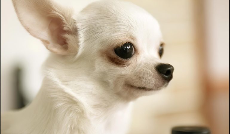 um cachorro da raça Chihuahuas Cabeça de Cervo