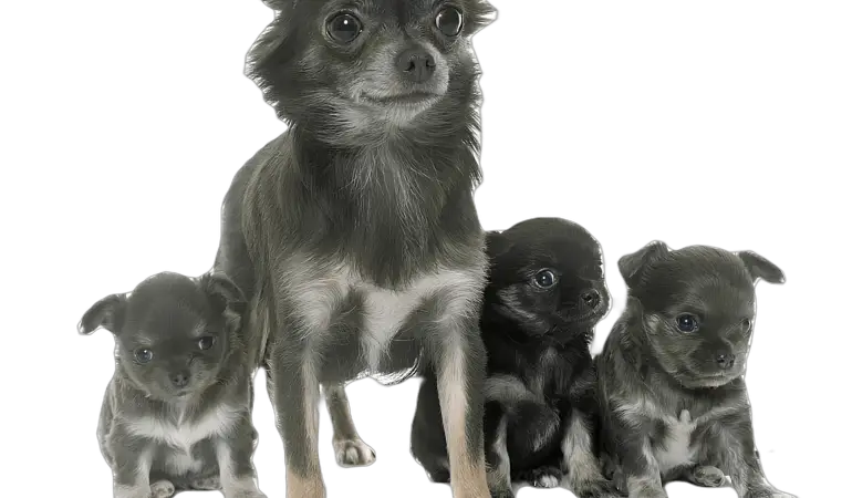 cachorro adulto e filhotes da raçaa Chihuahua na pelagem cinza.