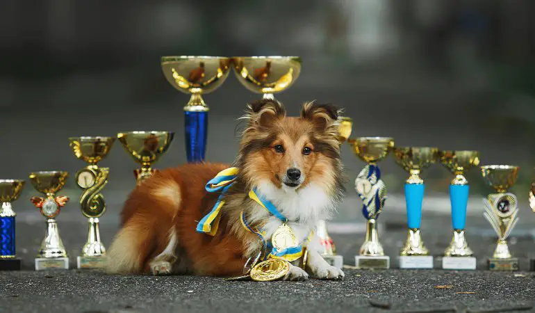 um cachorro deitado e atrás dele vários troféus de campeonato canino.