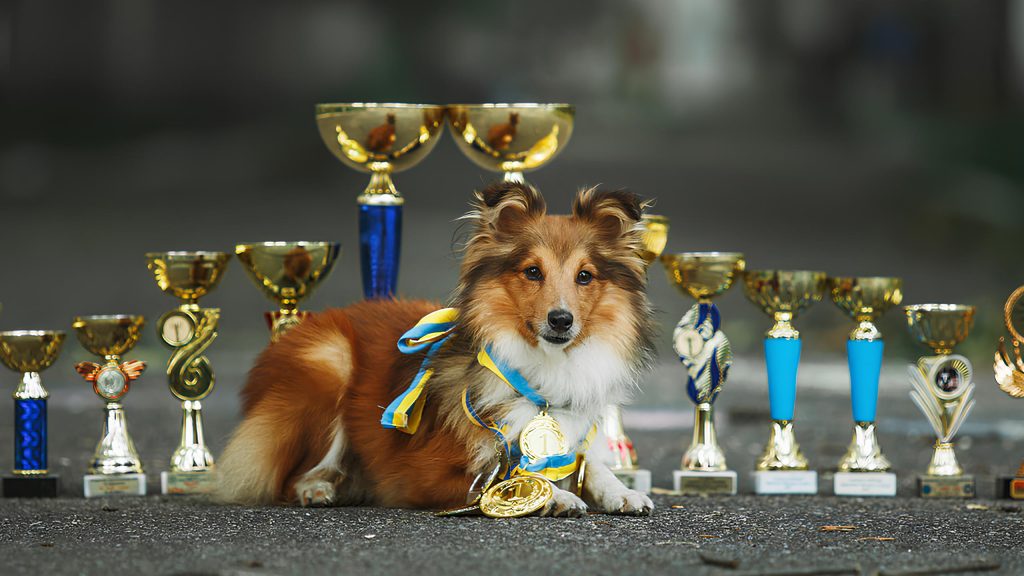um cachorro deitado com medalhas no pescoço e atrás dele troféus de competições.