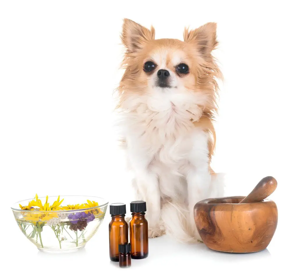 um cachorro com produtos de aromaterapia canina.