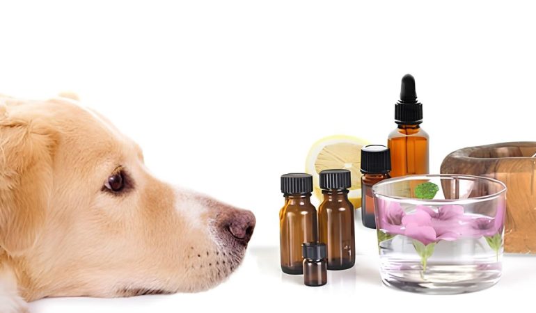 um cachorro deitado fazendo aromaterapia canina.