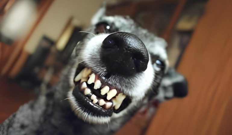 um cachorro com ciúmes