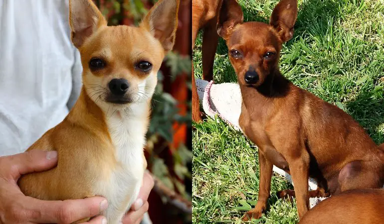 um cachorro da raça pinsher e outro chihuahua