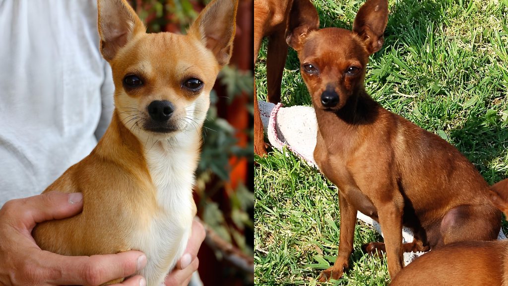dois cachorros, sendo uma da raça pinsher e outro Chihuahua.