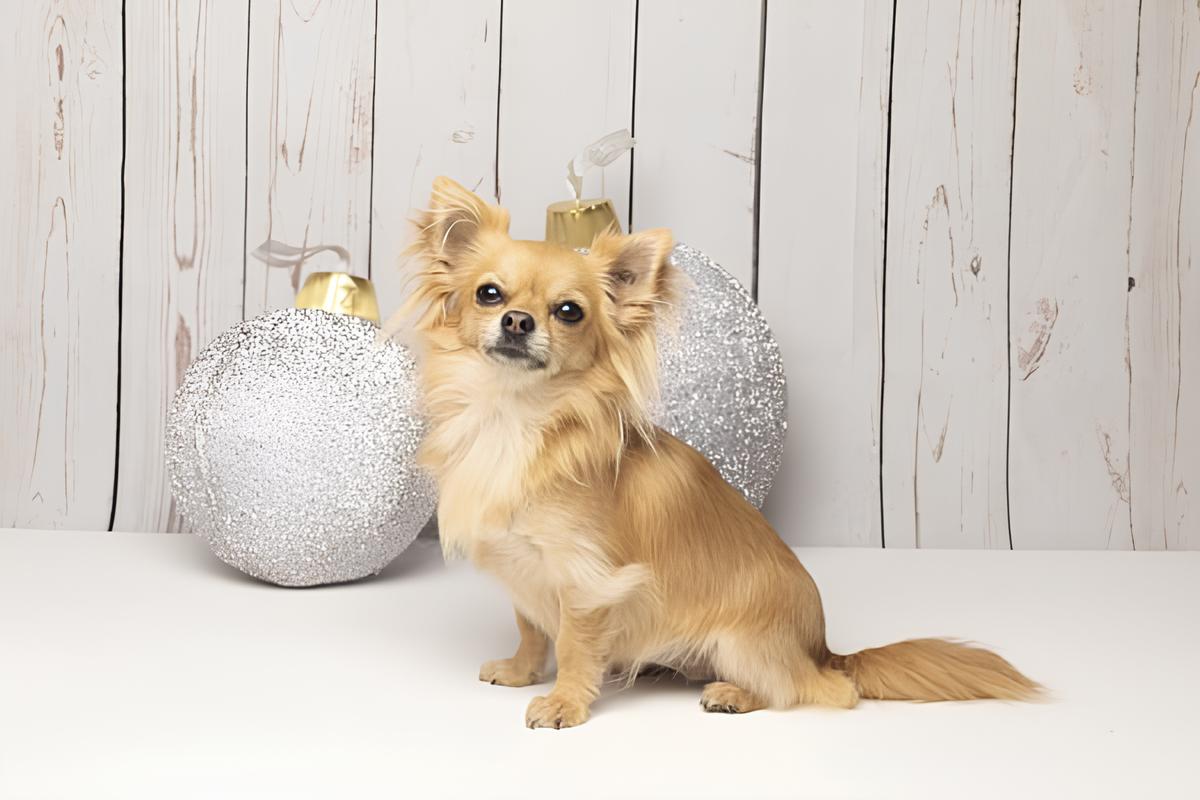 um cachorro da raça Chihuahua com pelagem caramelo.