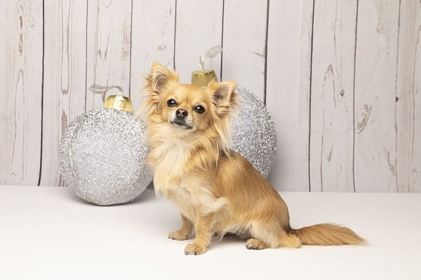 um cachorro da raça Chihuahua sentado .