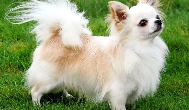 Chihuahua de pelo longo em um gramado.