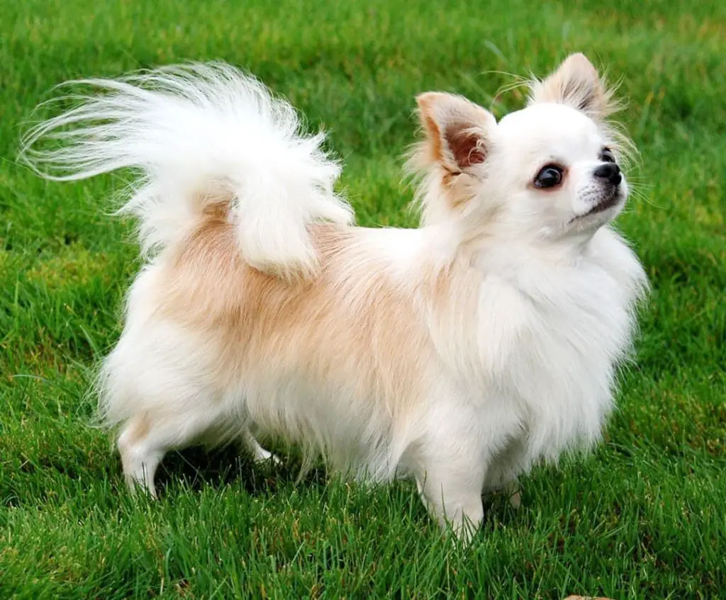 Uma cachorro da raça Chihuahua de pelo longo em um gramado.