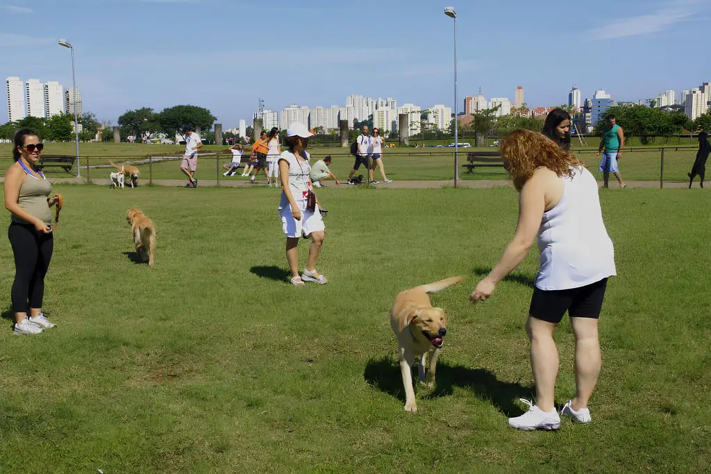 um parque amplo para passeio com cães.