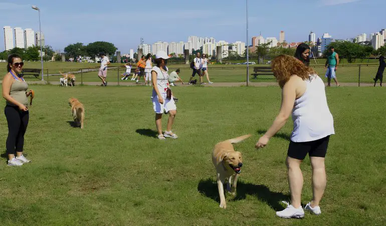 um parque em são paulo para passeio com cães.