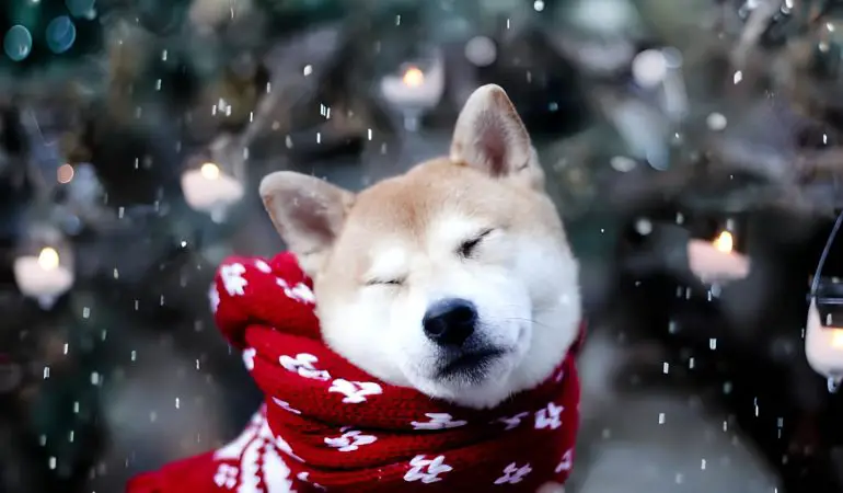 um cachorro de cachecol brincando no inverno e na neve.