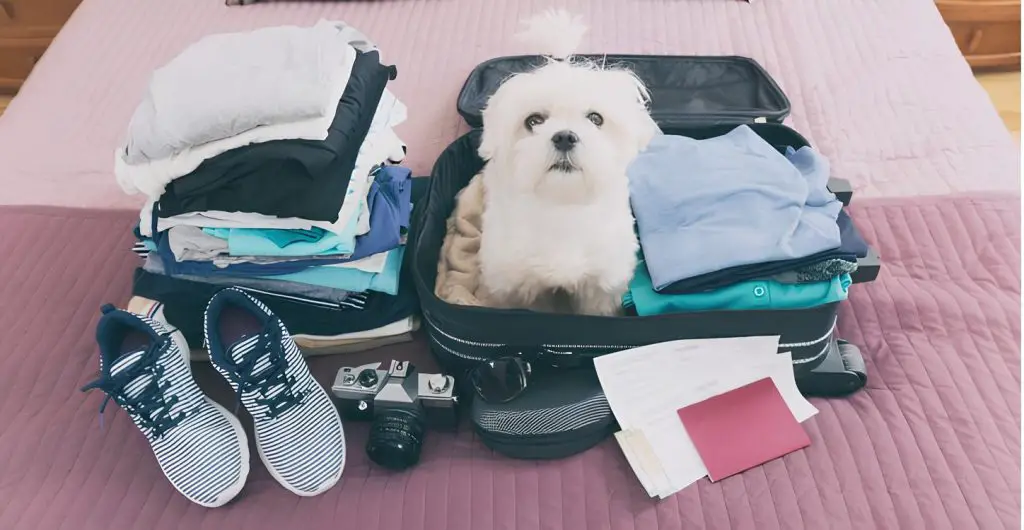 um cachorro sentado em cima de roupas dentro de uma maça de viagem.