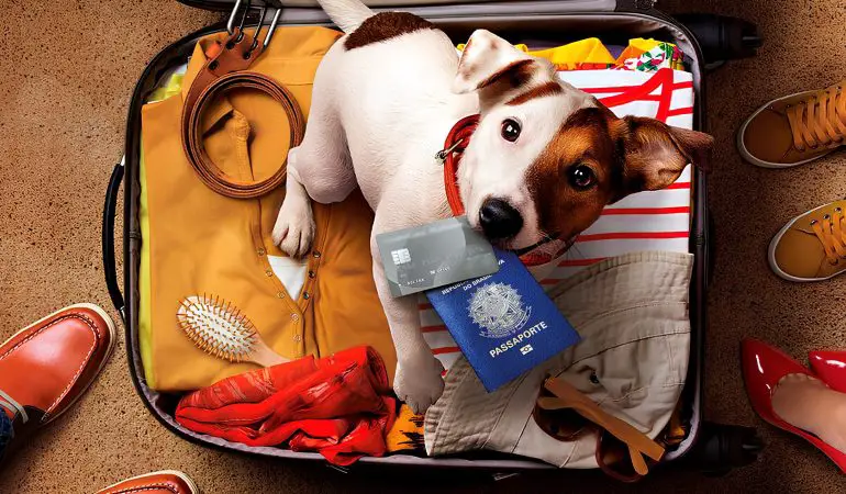 um cachorro dentro de uma mala de viagens com roupas e segurando em sua boca um passaporte e um cartão de crédito.