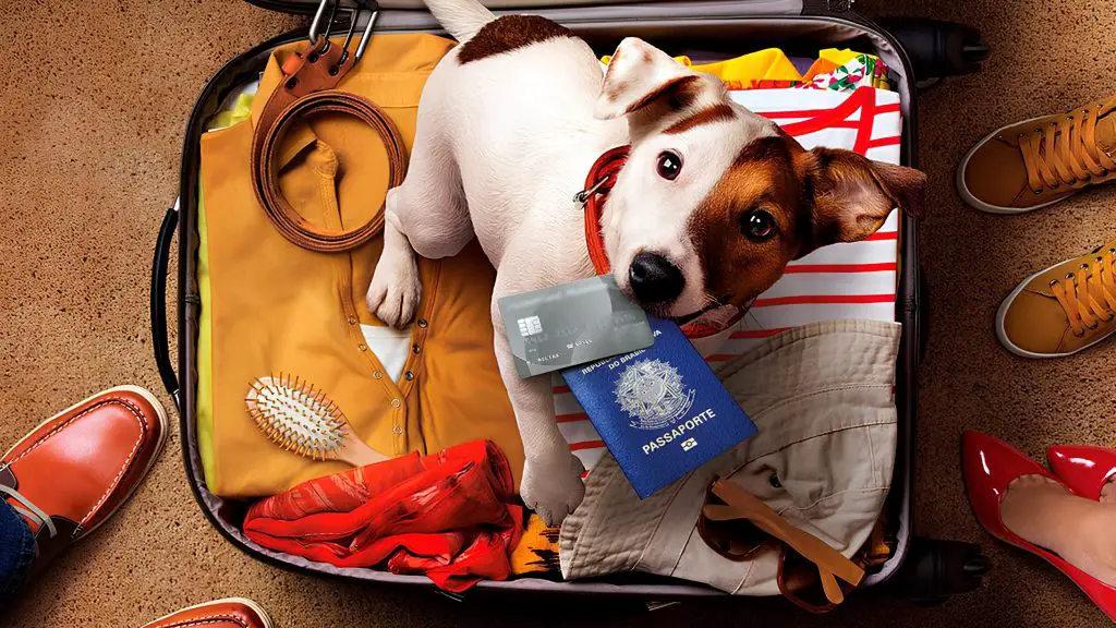 um cachorro segurando na boca um passaporte e um cartão de crédito, ele esta sentado em cima de uma mala de viagem aberta, ao seu lado seus tutores.