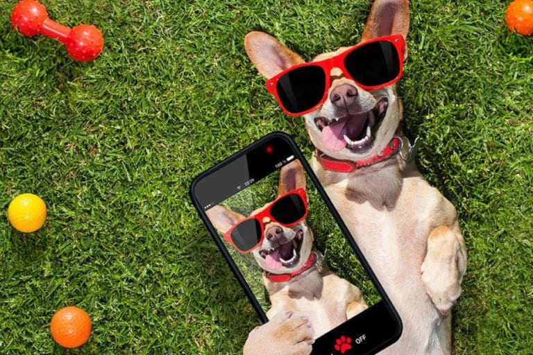 um cachorro deitado em um gramado tirando foto. ele é um pet influencer.