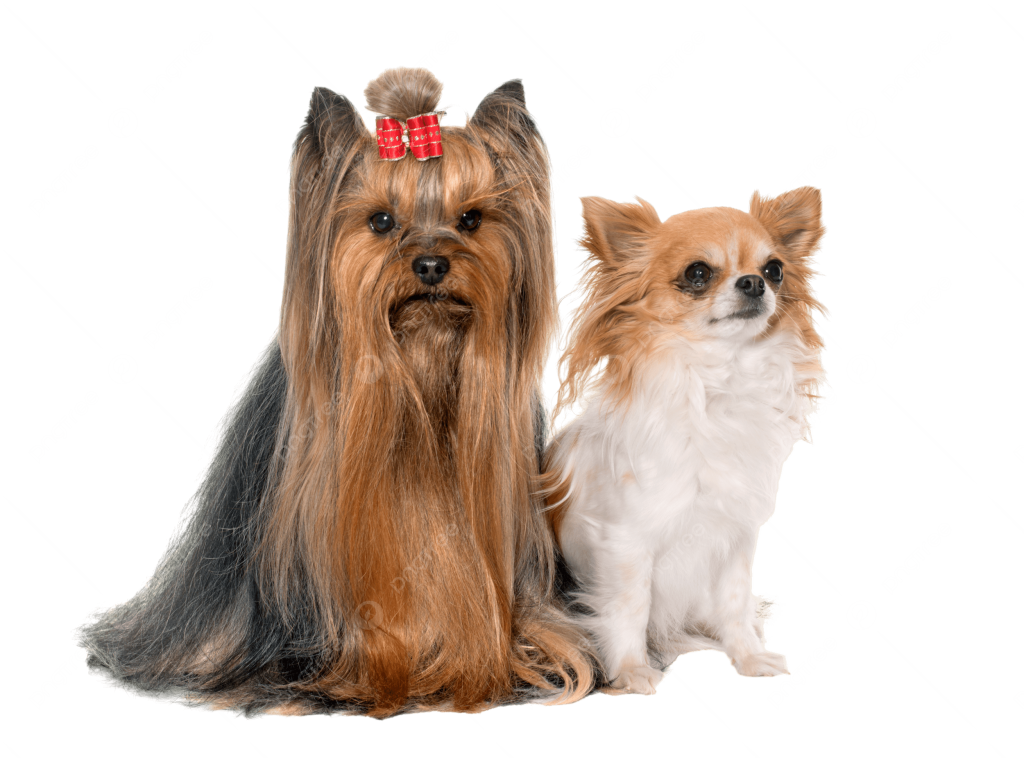 Um cachorro da raça Yorkshire e outra  Chihuahua.