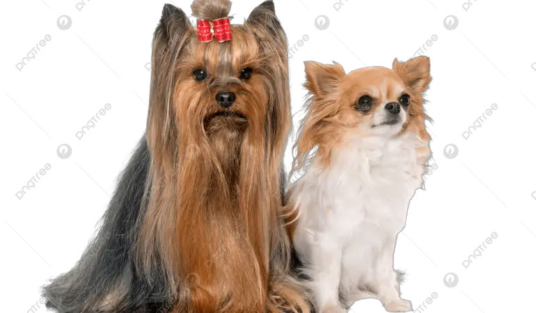 um cachorro da raça Yorkshire e outra Chihuahua