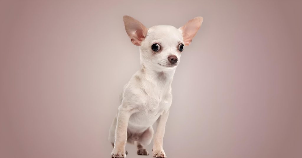 um cachorro da raça Chihuahua sentado.