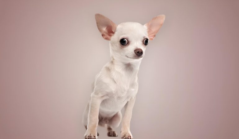 uma cachorro da raça Chihuahua sentado.