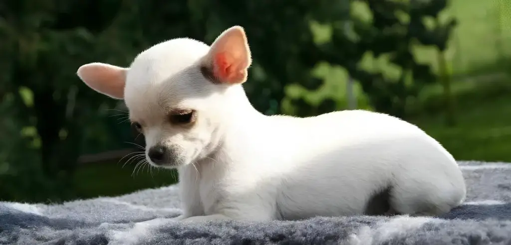 um cachorro da raça Chihuahua Cabeça de Maçã deitado em uma pedra.