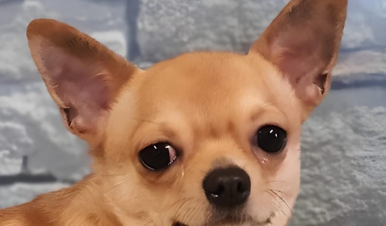 um cachorro da raça Chihuahua na pelagem fulvo