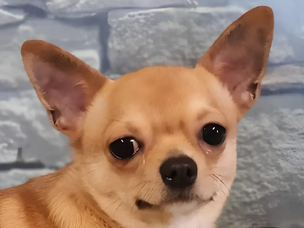 Um cachorro da raça Chihuahua na pelagem fulvo.